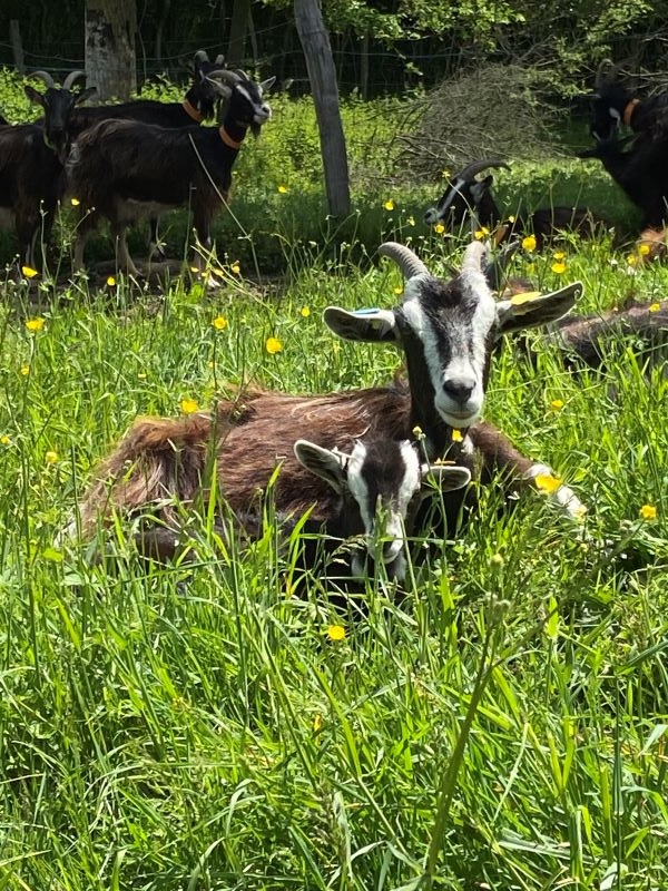 Contes à la Ferme de la Piloterie, Rivarennes - photo 3