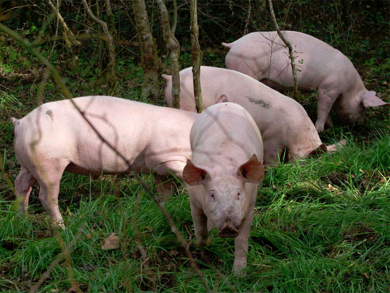 Ferme de Bois Retrait