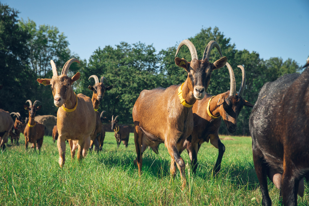 Gîte en Sologne de la Ferme des Places, Saint-Laurent - photo 4