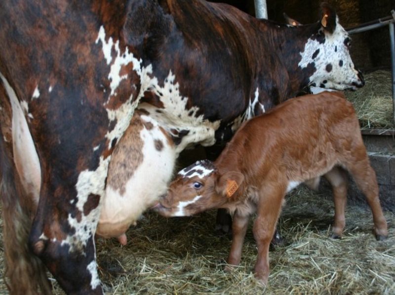 La Ferme du Plessis Doré