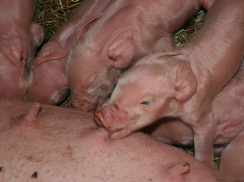 La Ferme du Plessis Doré