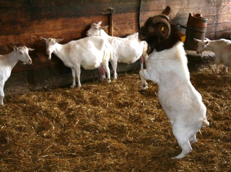 La Ferme du Plessis Doré