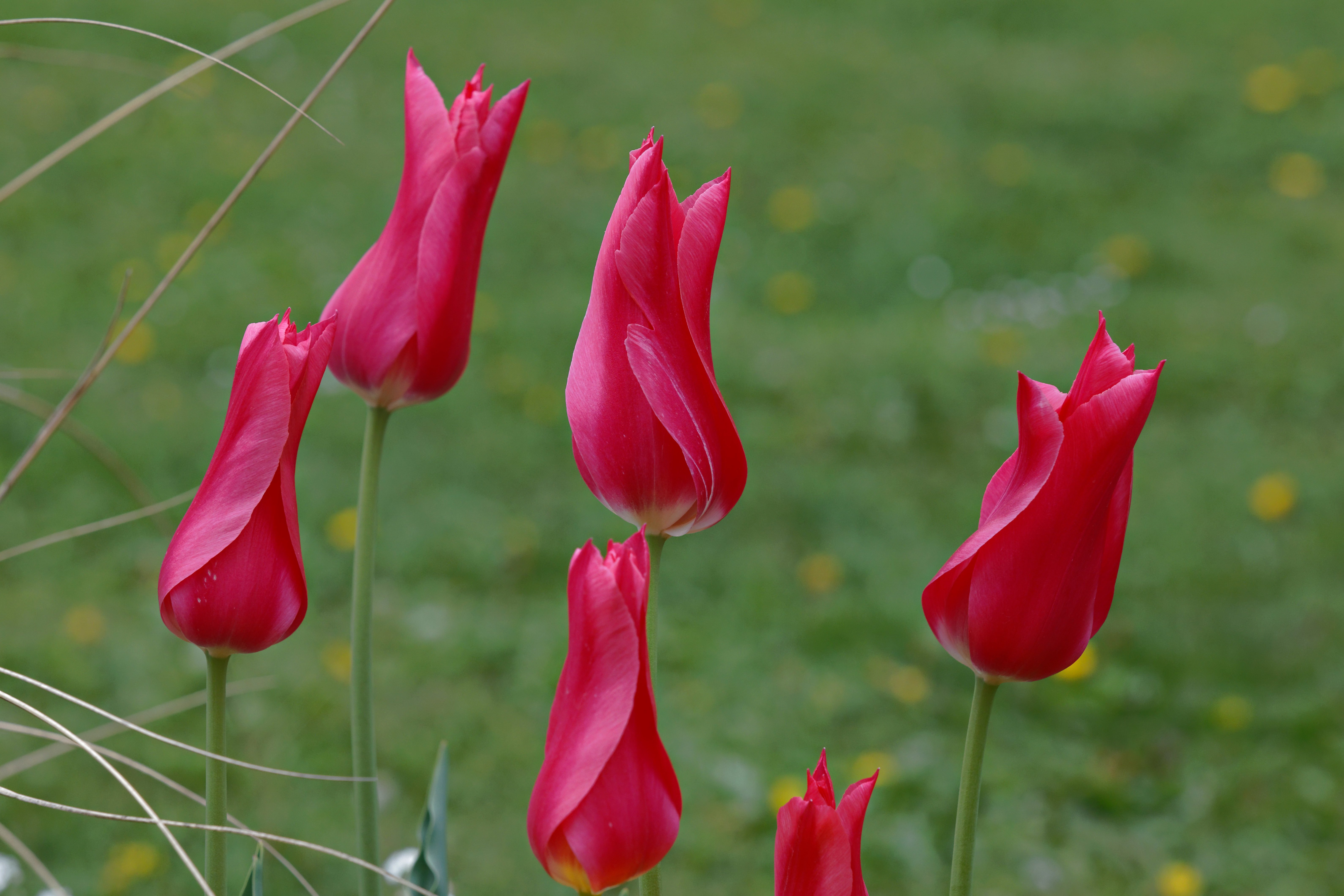 Parc Louis Pasteur, Orléans - photo 32