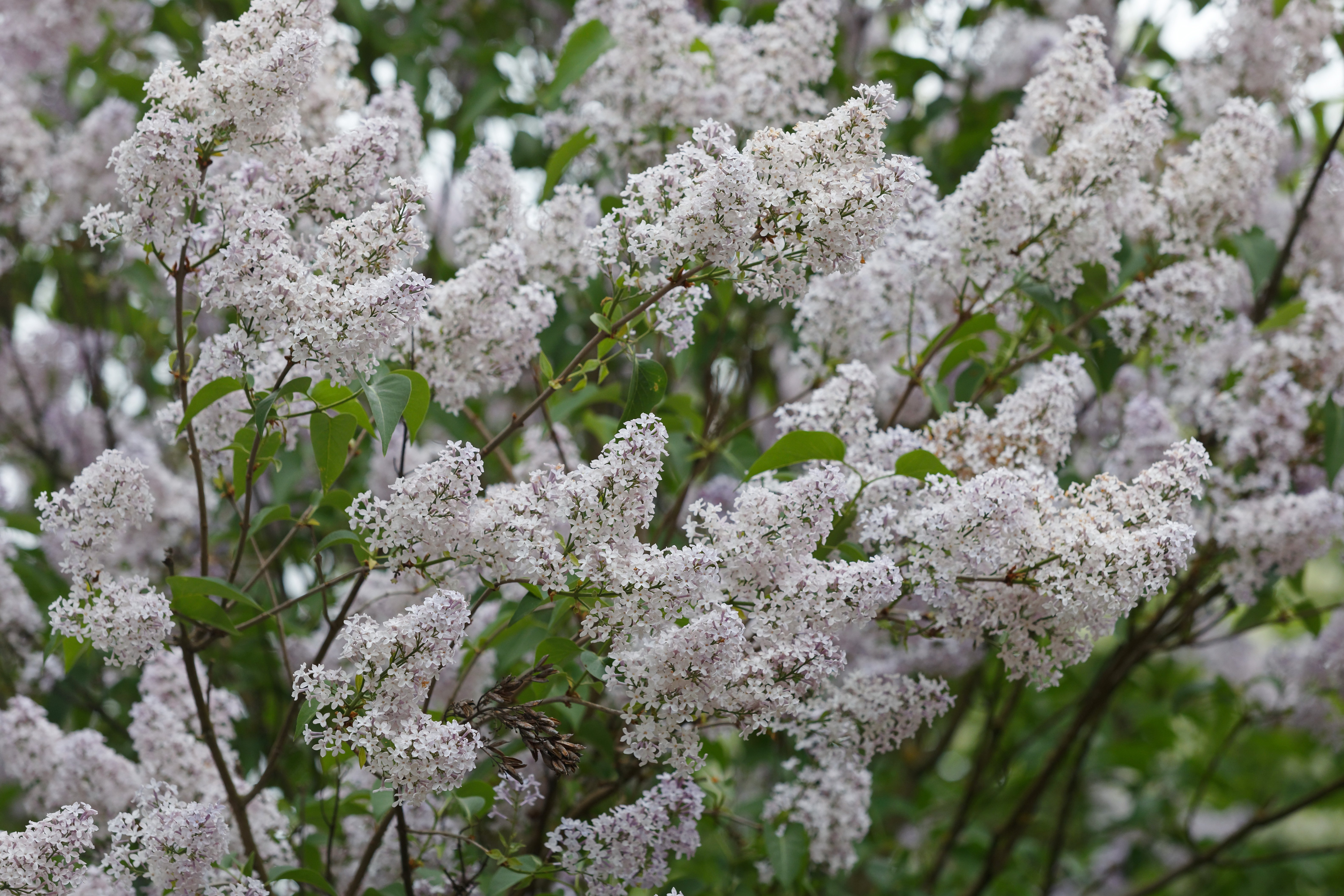 Parc Louis Pasteur, Orléans - photo 34