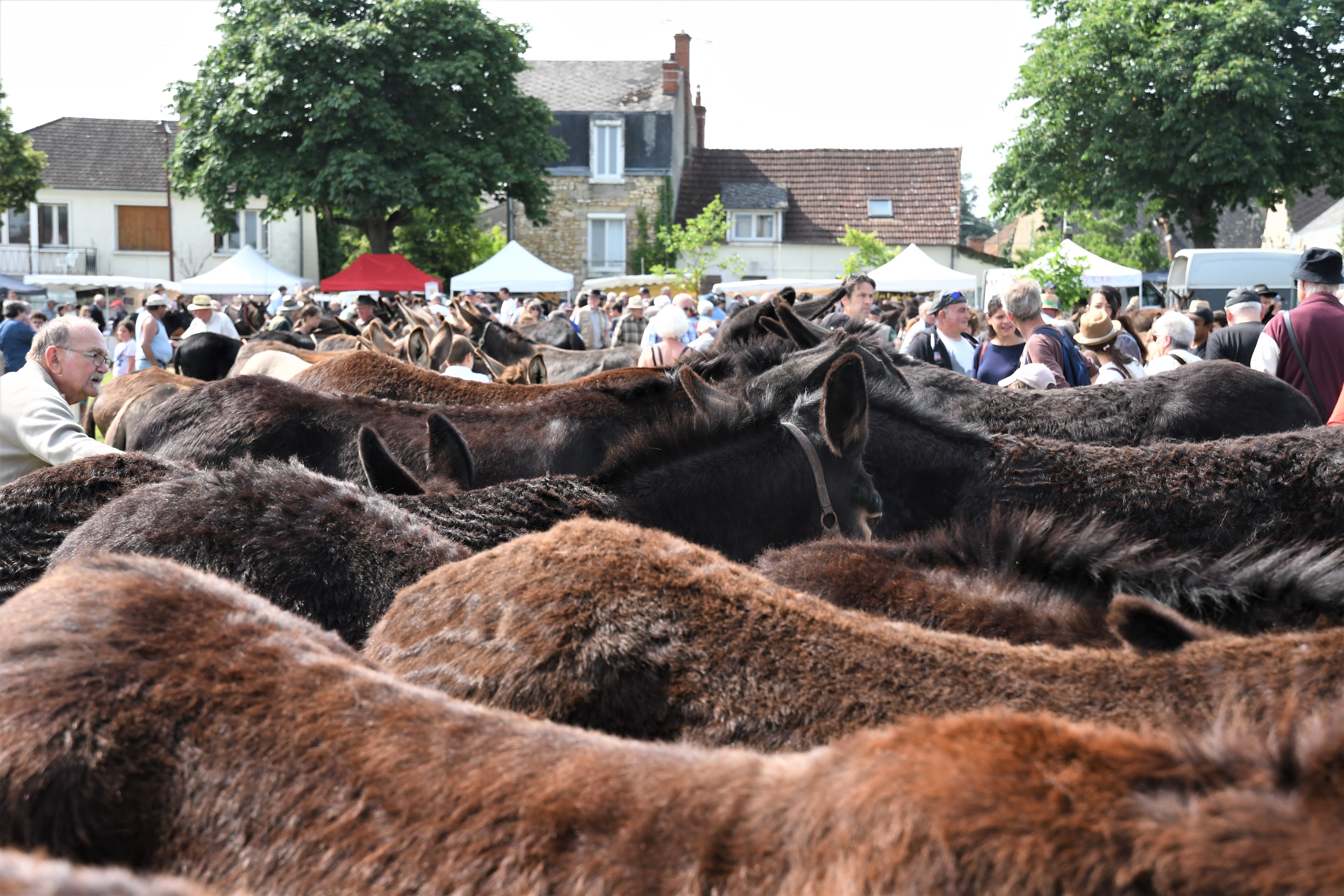 Foire aux ânes et aux mûles, Lignières