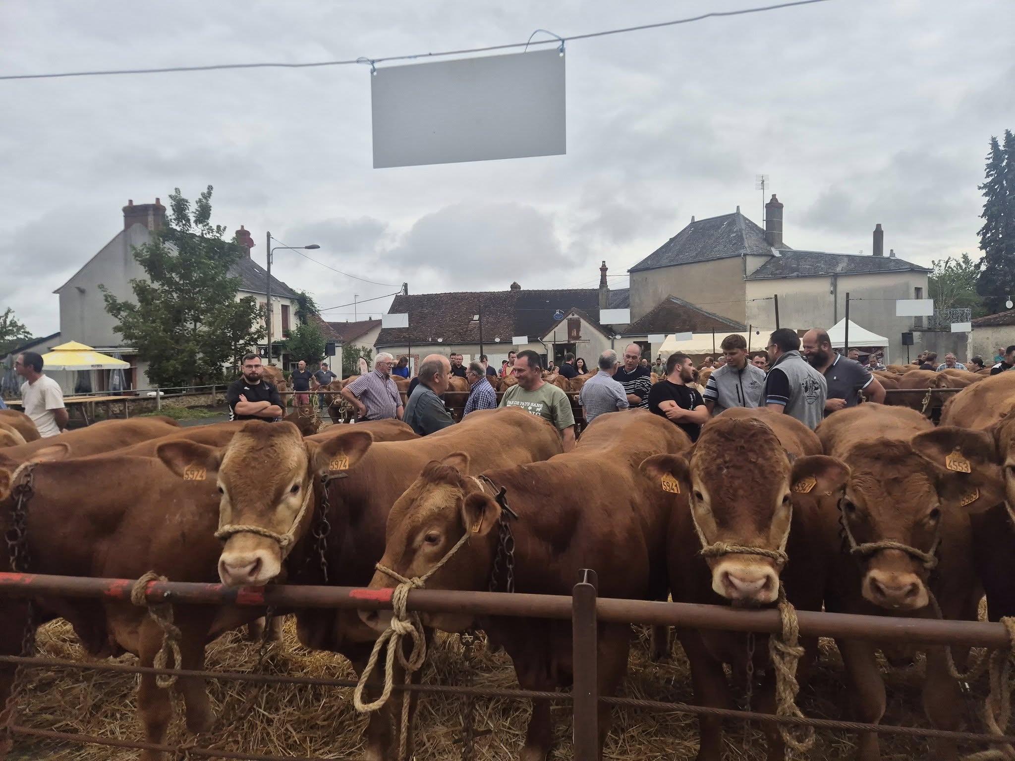 Foire bovine, Saint-Benoît-du-Sault - photo 2