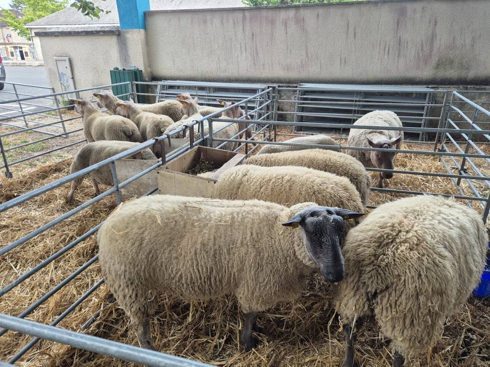 Foire ovine