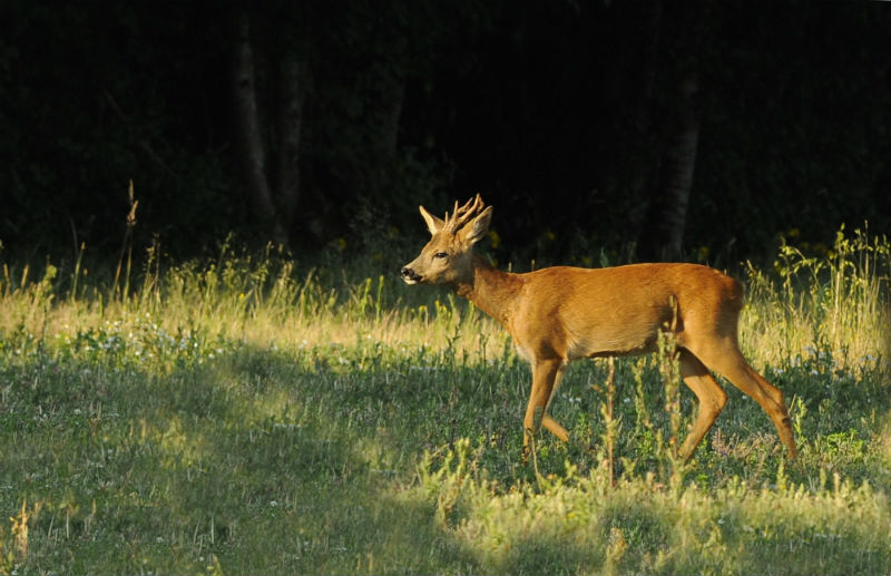 Forêt domaniale de Châteauroux, Le Poinçonnet - photo 6