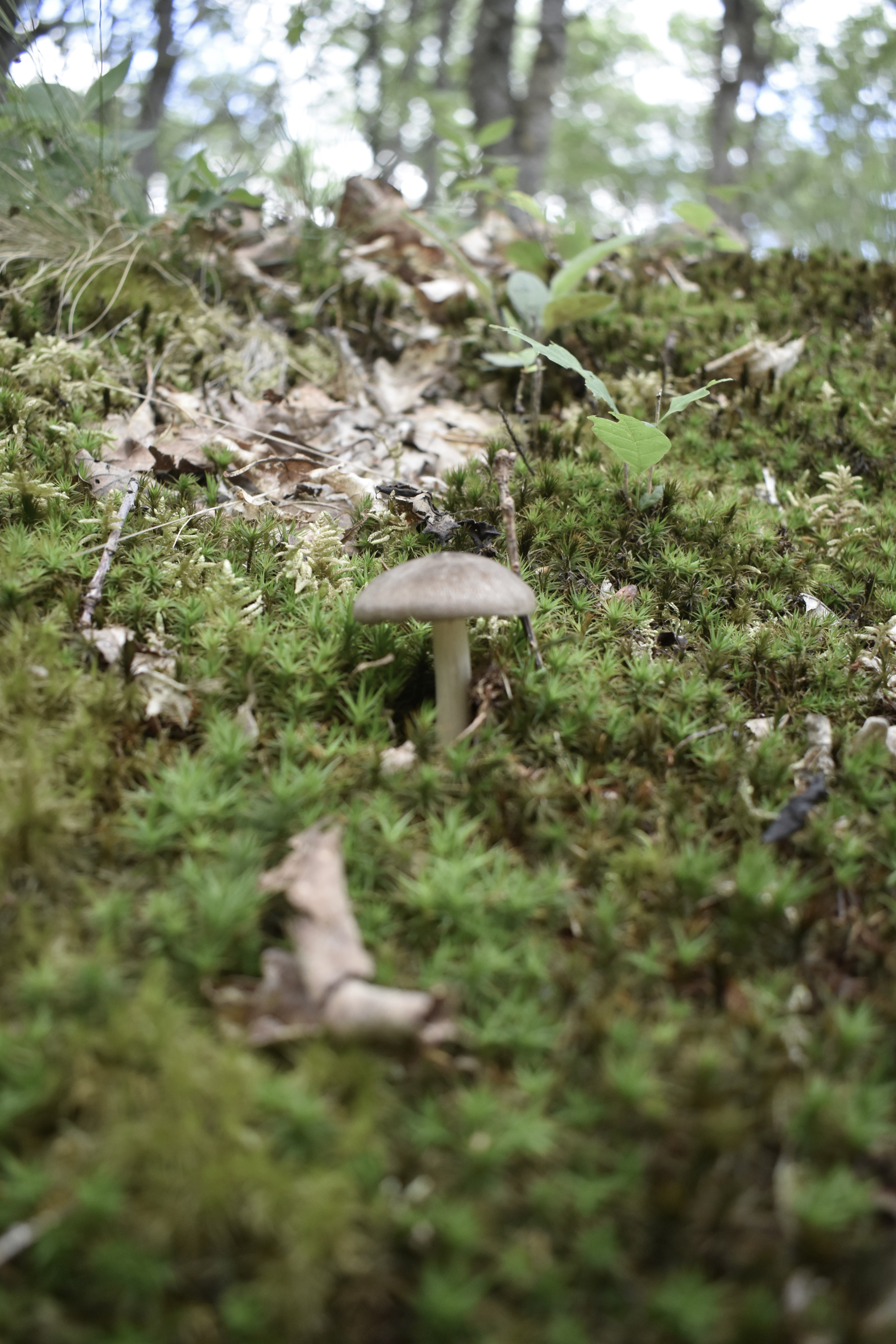 Forêt domaniale de Châteauneuf-en-Thymerais, Châteauneuf-en-Thymerais - photo 6