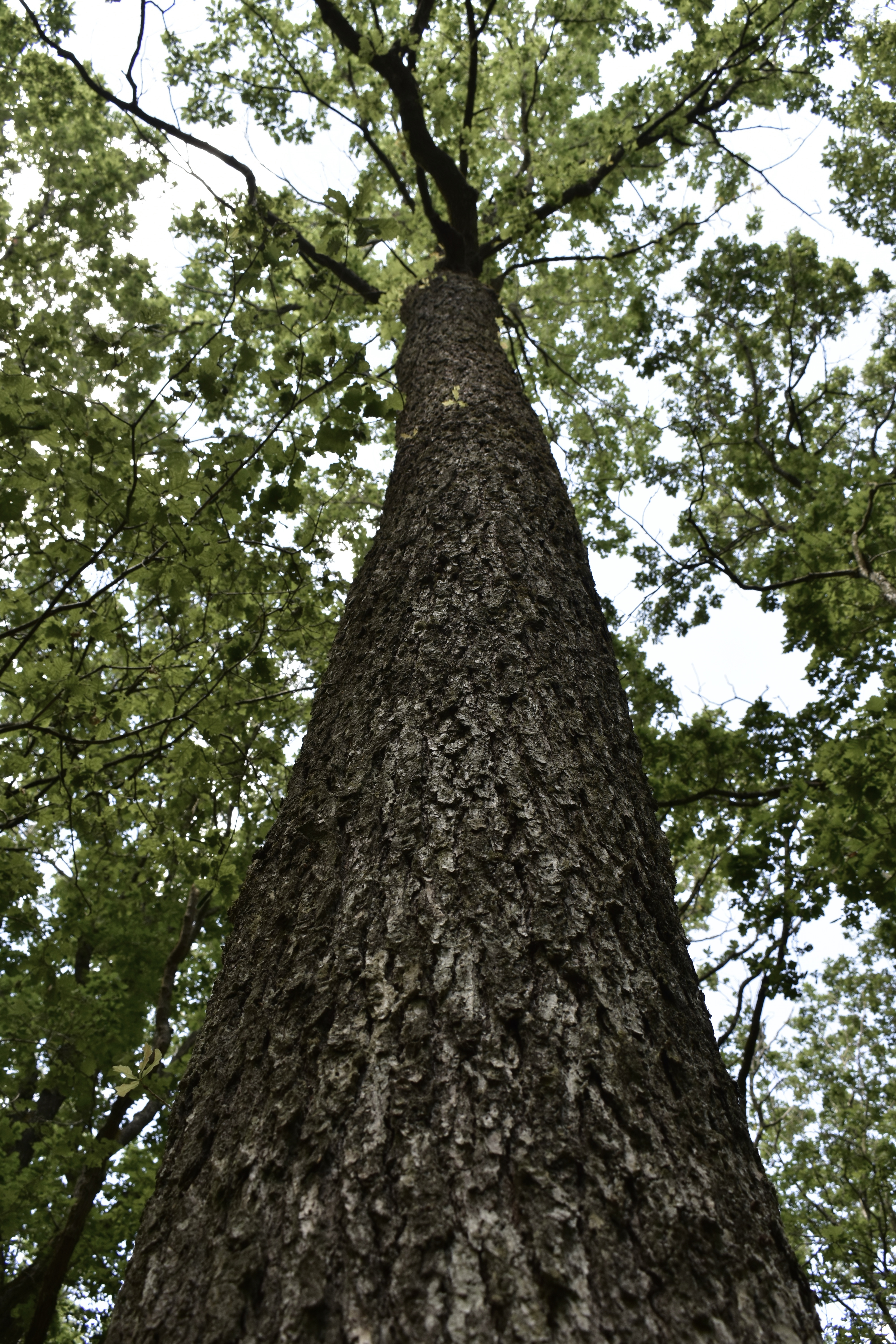 Forêt domaniale de Châteauneuf-en-Thymerais, Châteauneuf-en-Thymerais - photo 3