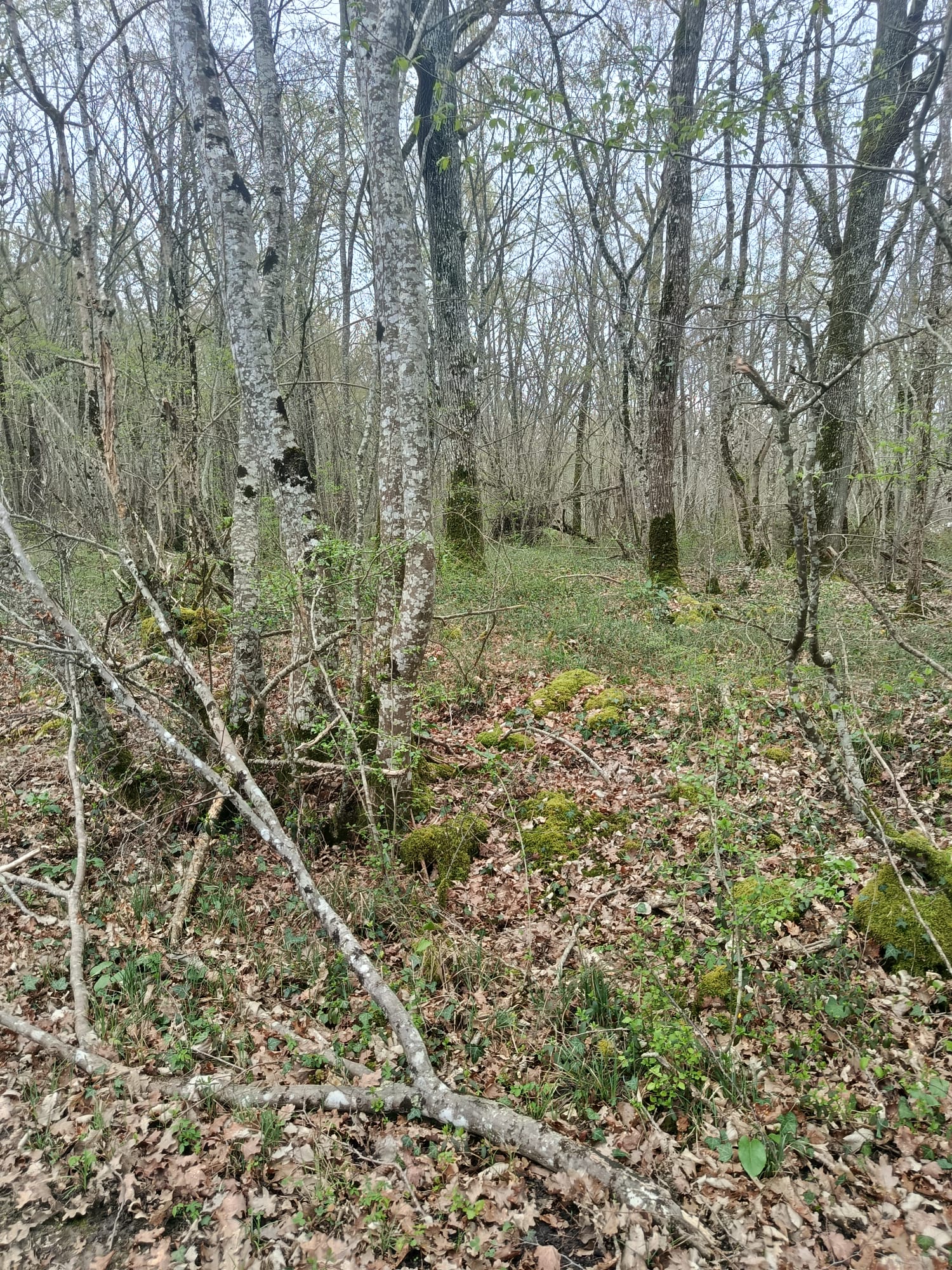 Suivez la huppe- La celle, La Celle - photo 5