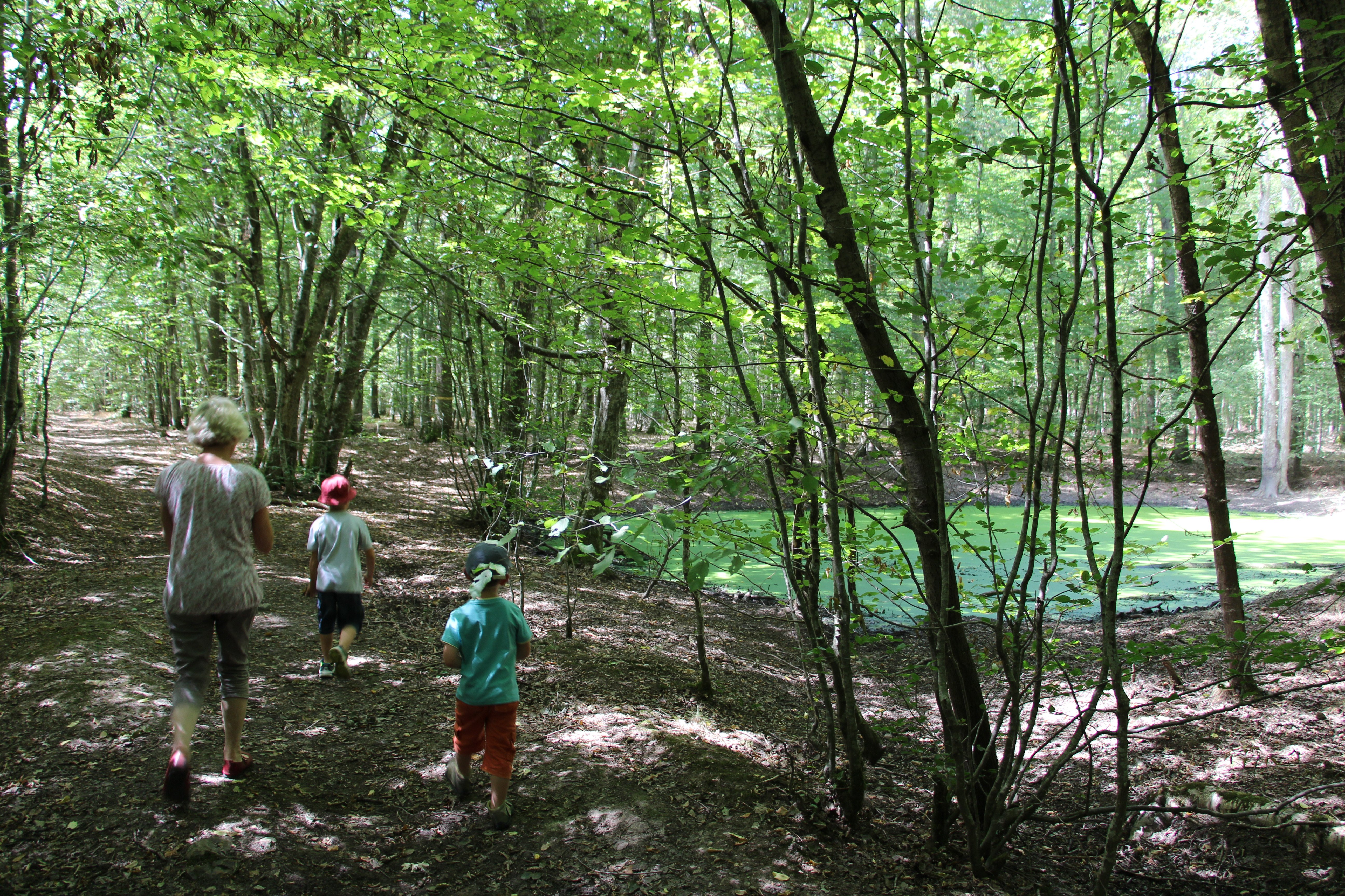 Forêt domaniale de Montargis, Montargis - photo 4