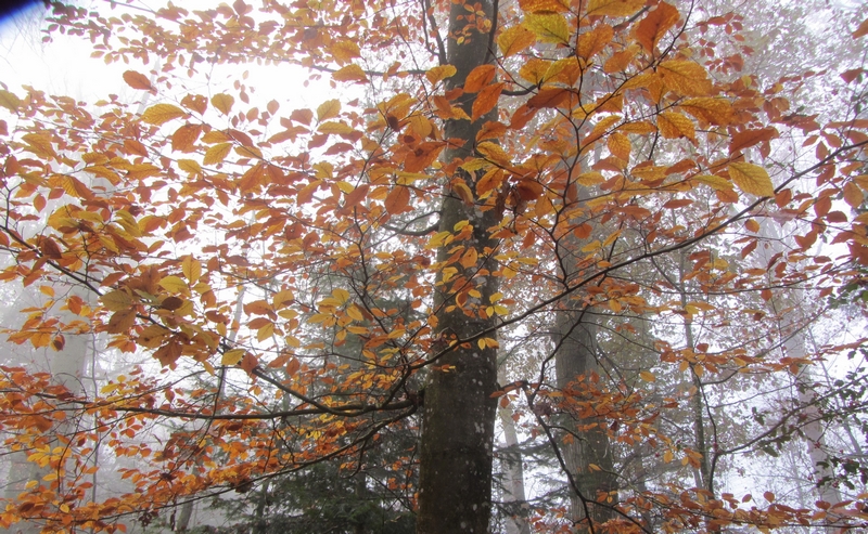 Des Petits Pas vers Soi, Seichebrières - photo 6