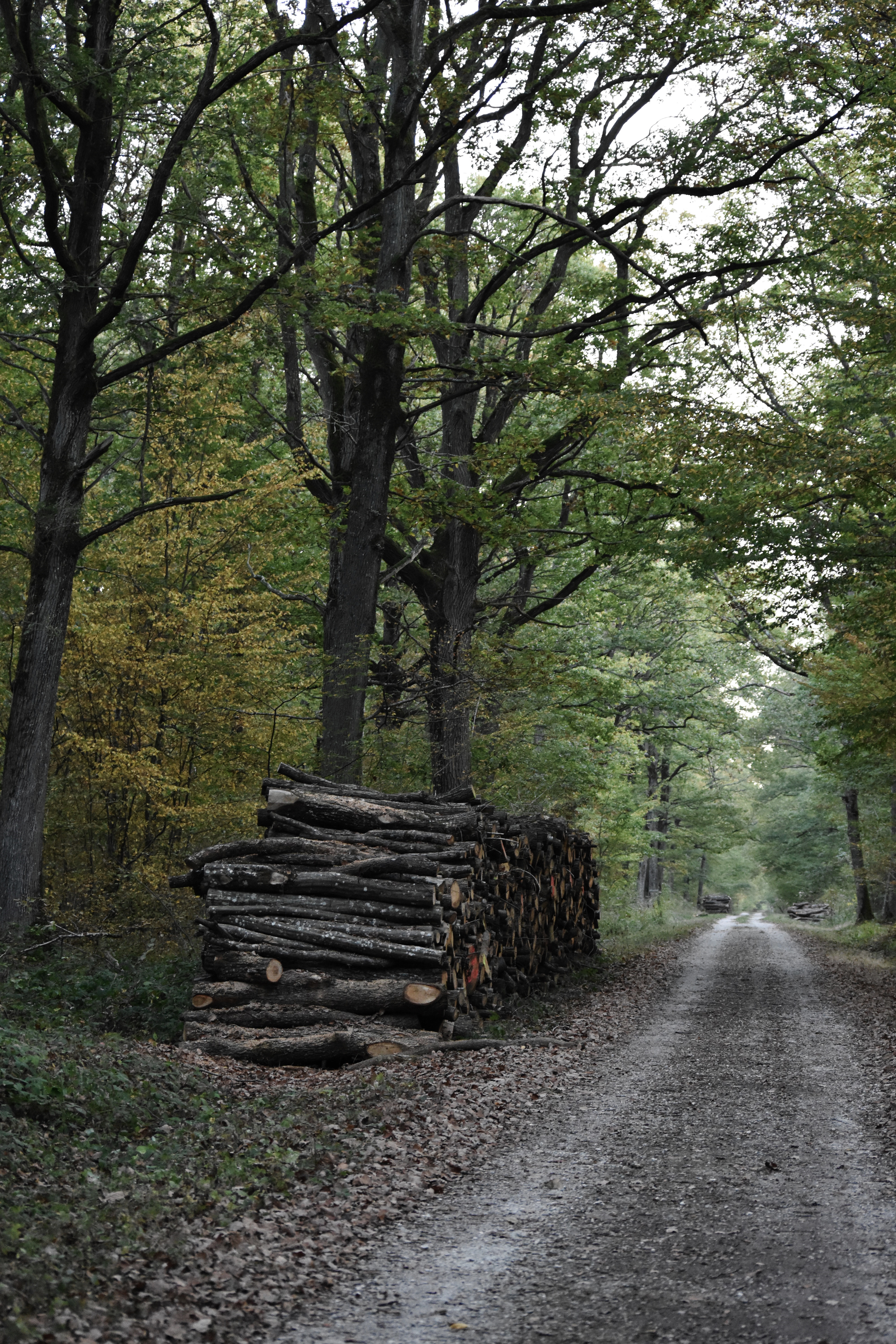 Forêt domaniale de Châteauneuf-en-Thymerais, Châteauneuf-en-Thymerais - photo 2