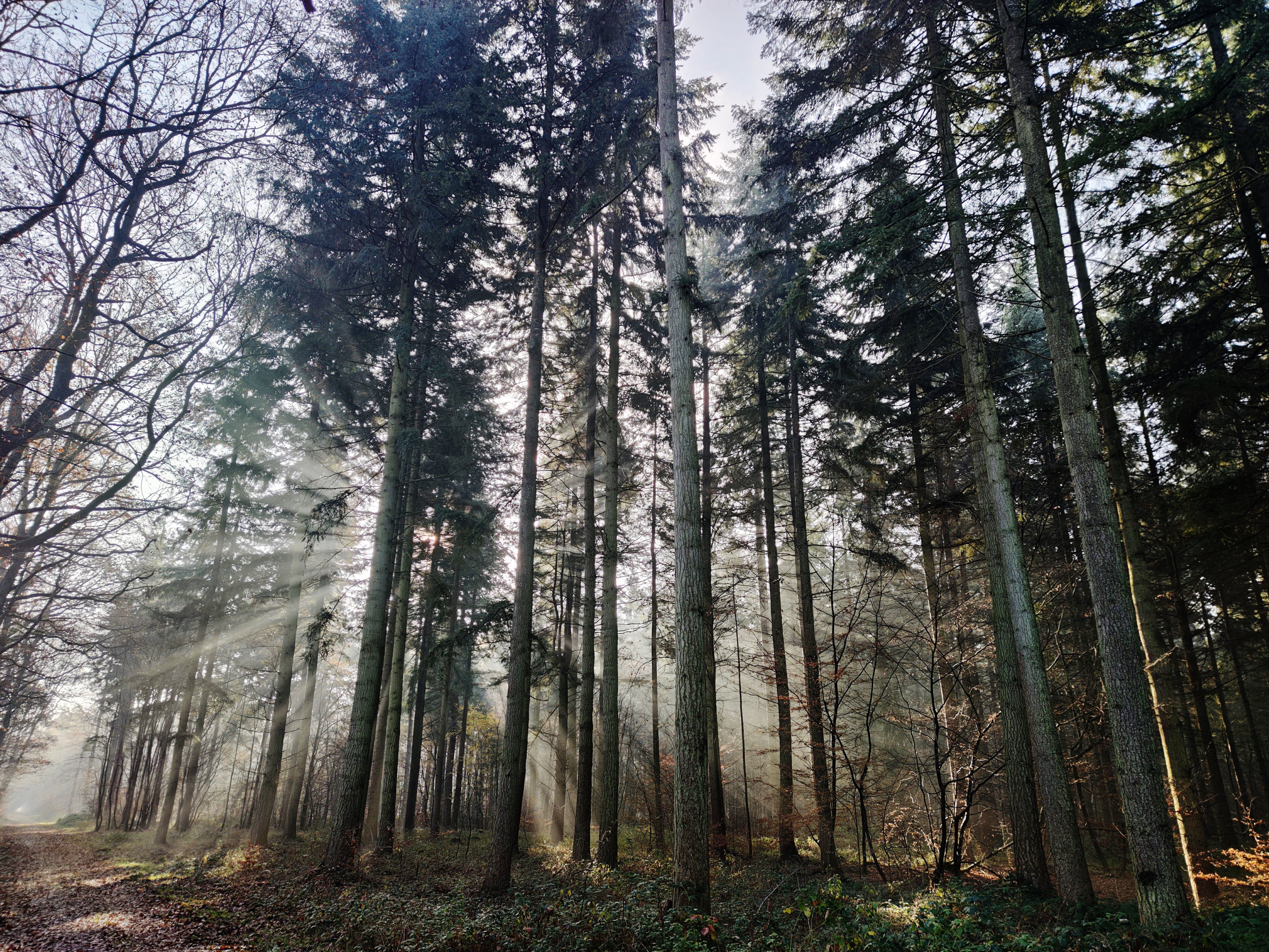 Forêt domaniale de Dreux, Abondant - photo 5