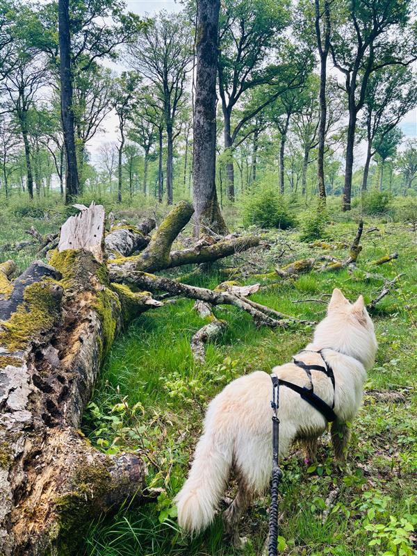 Forêt domaniale de Châteauroux, Le Poinçonnet - photo 11
