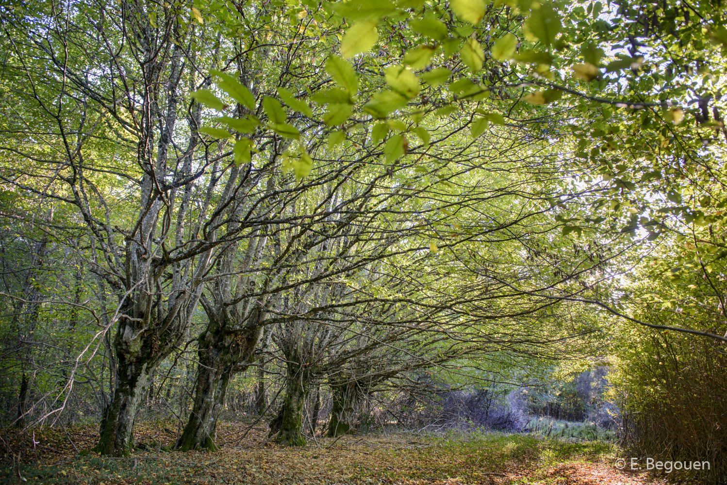 Sortie sur les papillons dans l'ENS de la Forêt domaniale des Abbayes