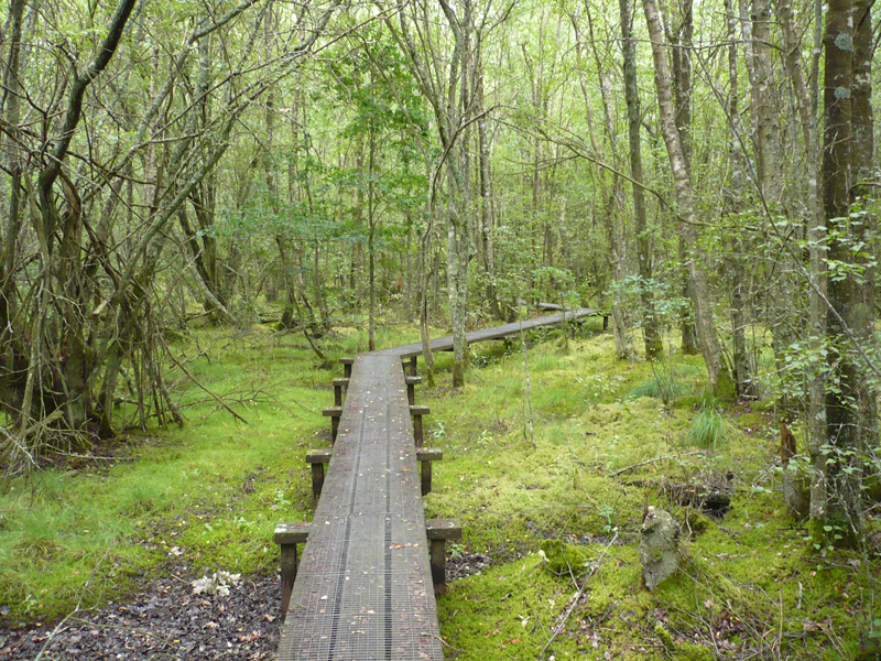 Forêt humide des Mousseuses, La Ferté-Vidame - photo 2