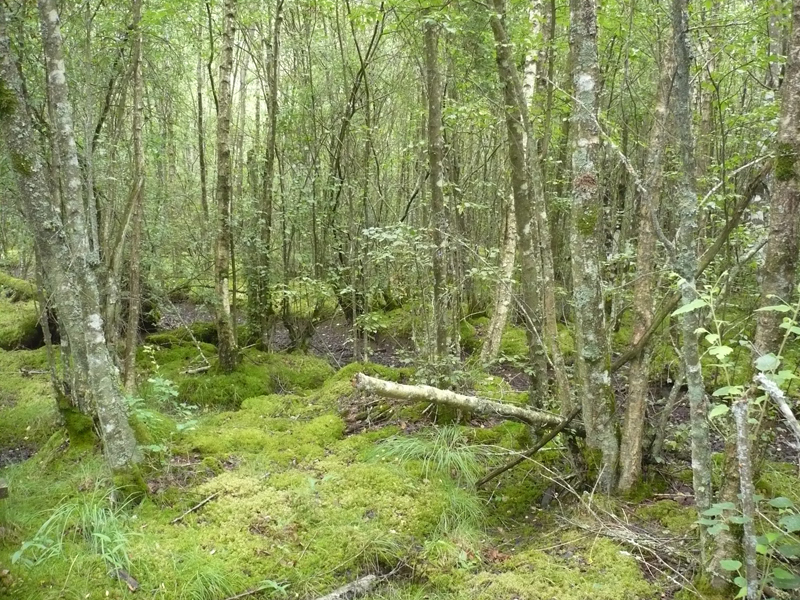 Forêt humide des Mousseuses  France Centre-Val de Loire Eure-et-Loir La Ferté-Vidame 28340