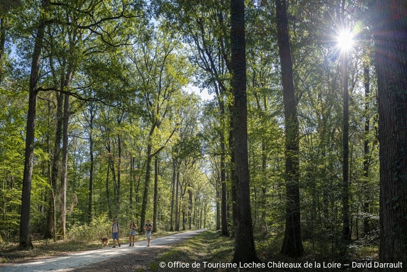 Carte de la Forêt domaniale de Loches — photo 2