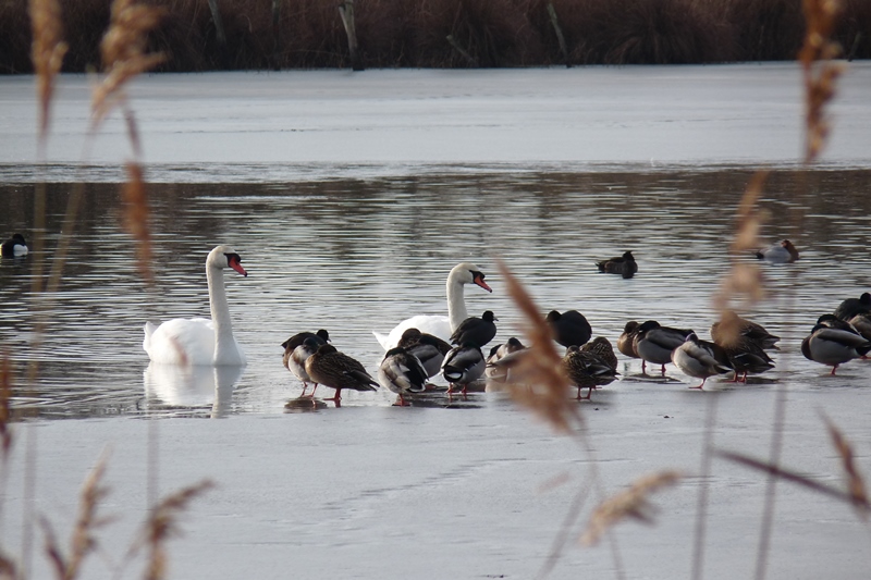 Les oiseaux hivernants de la Réserve Massé-Foucault Du 13 nov au 11 déc 2024