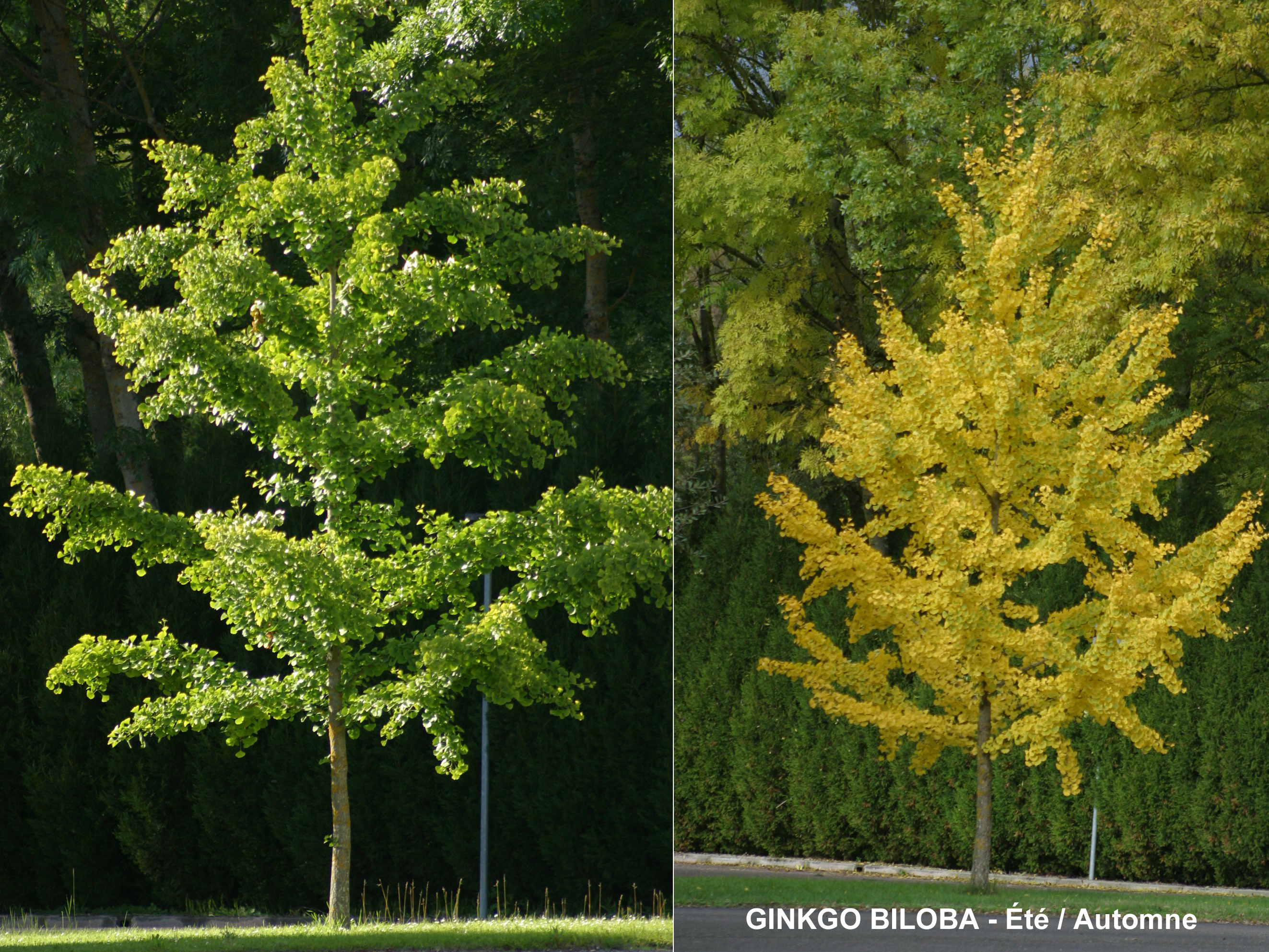 Arboretum de la Brune, Mehun-sur-Yèvre