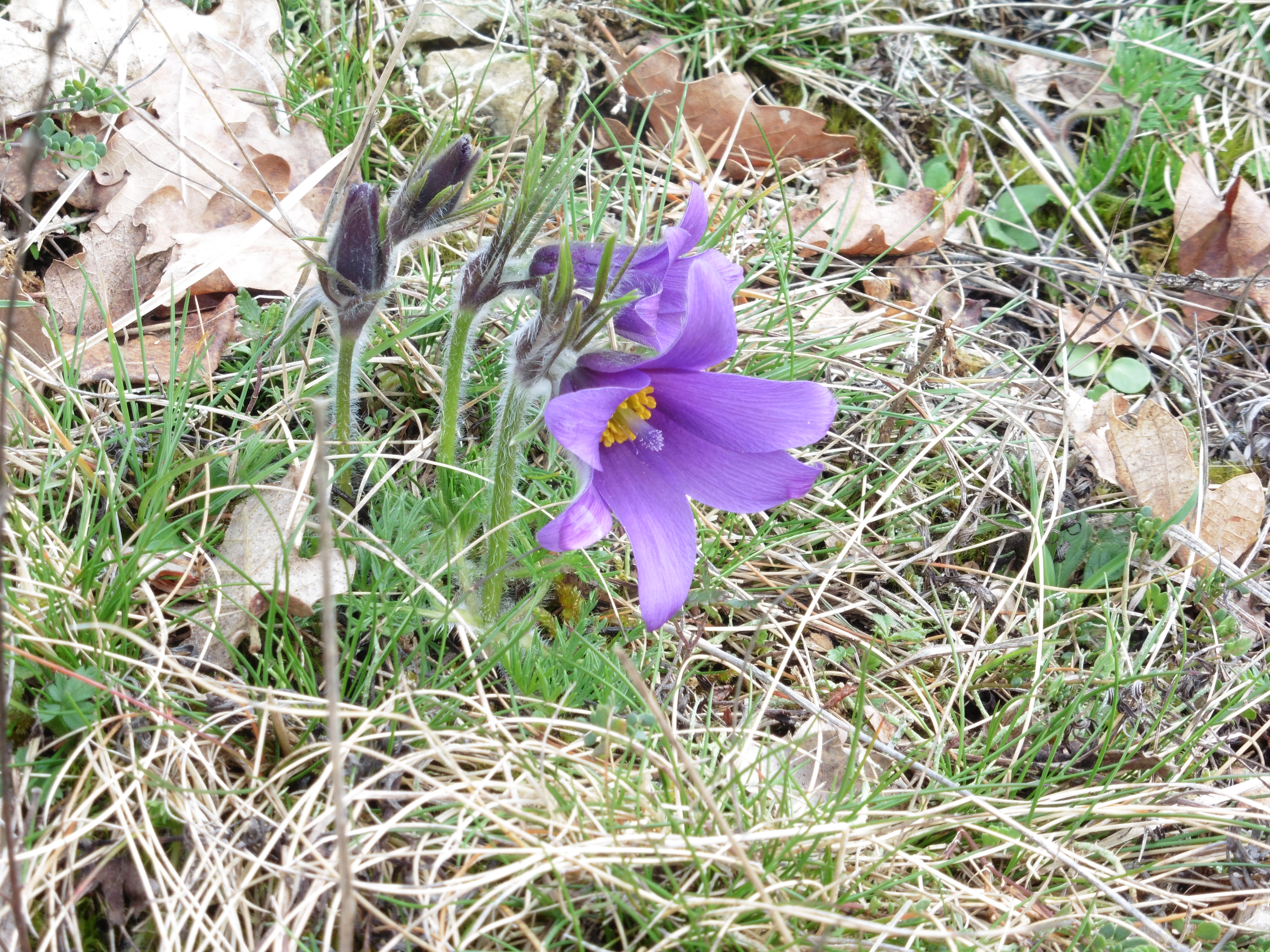 L'Espace Naturel Sensible : Pelouse de Grand Vau, Massay