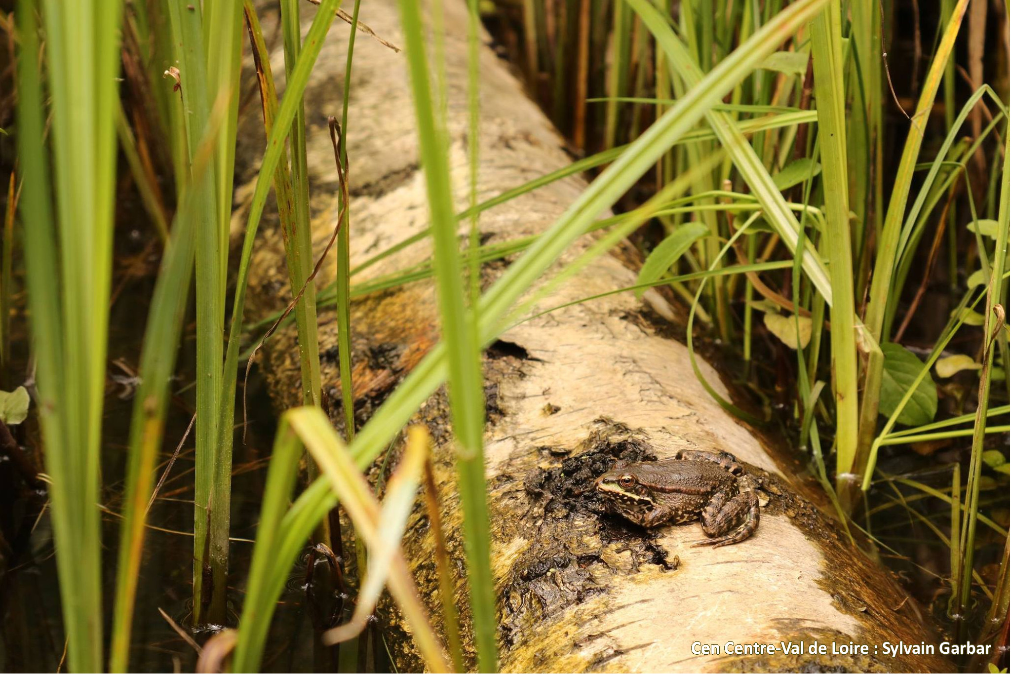Les Grands Marais, Auneau-Bleury-Saint-Symphorien - photo 2