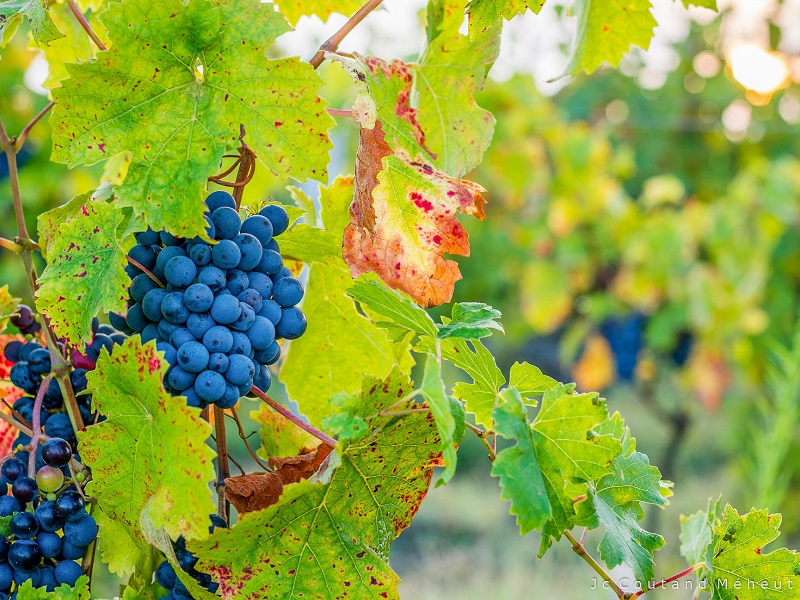 Entre Chinon et Candes-saint-Martin - Circuit n°38