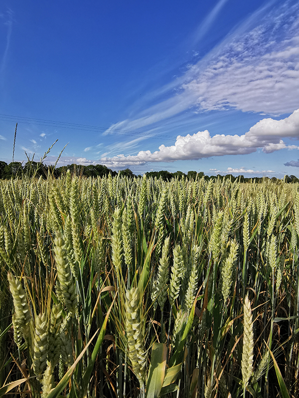 Longère du Gaspault, Vald'Yerre - photo 16