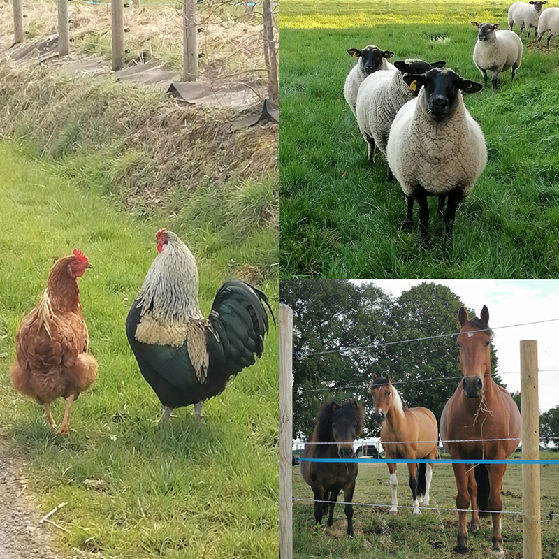 Longère du Gaspault, Vald'Yerre - photo 10