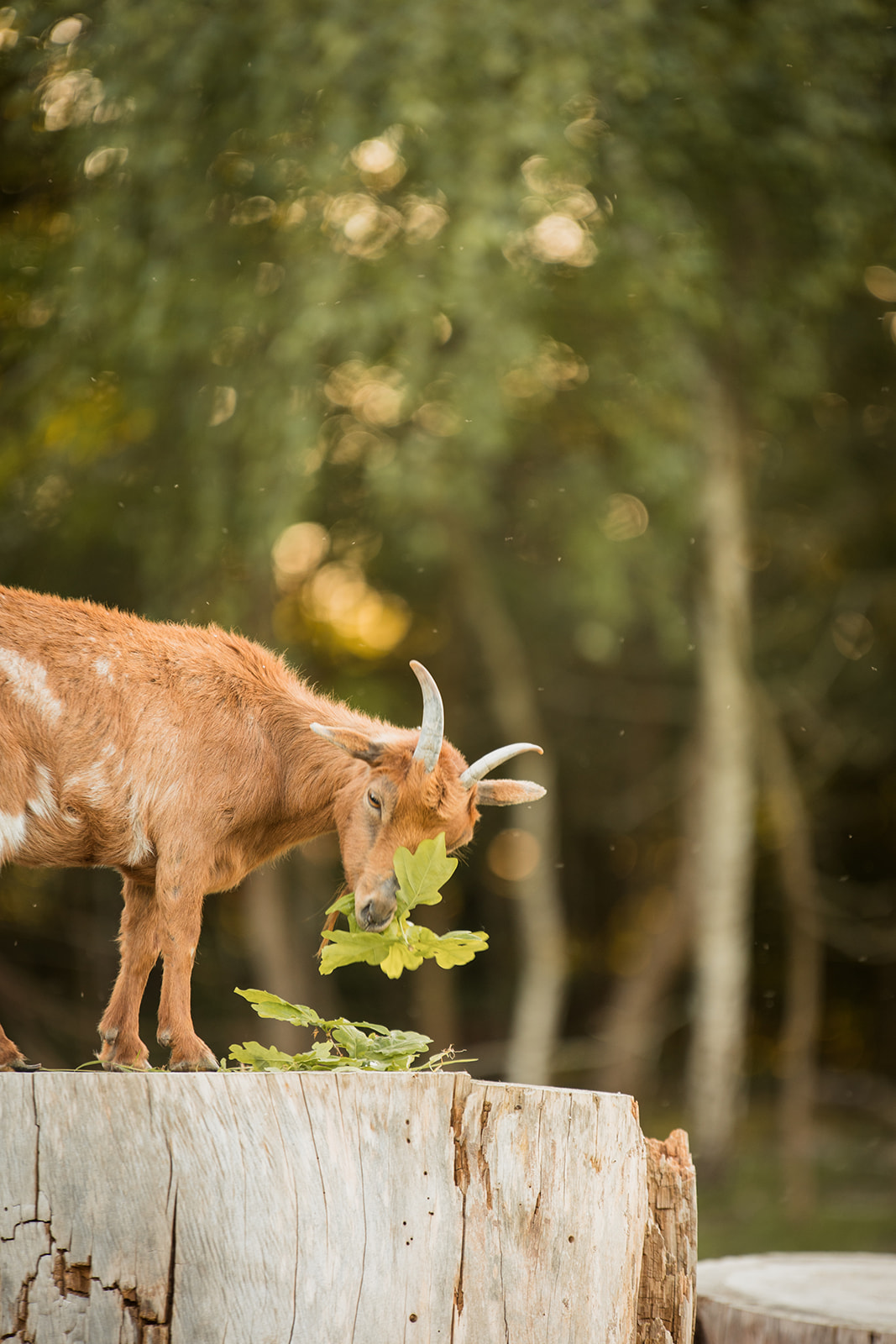 Primevère - Les cabanes du Tertre, Cour-Cheverny - photo 4