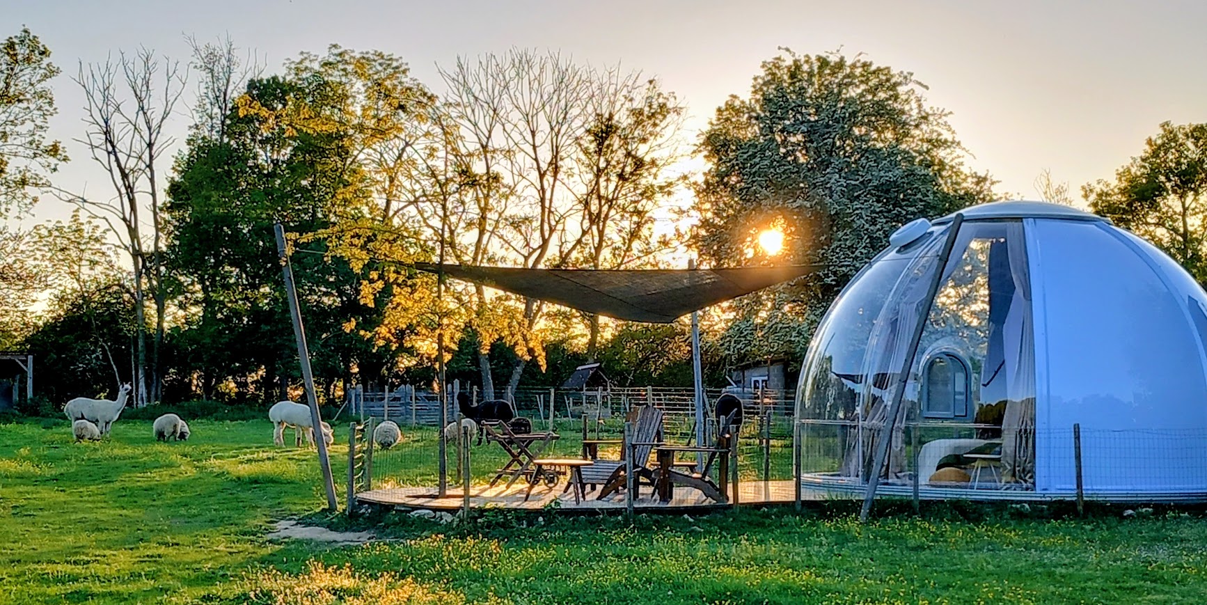 La Bulle des Alpagas, chambre d'hôtes à Herry