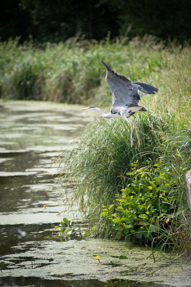 PR à la rencontre des oiseaux migrateurs, Sully-sur-Loire - photo 4