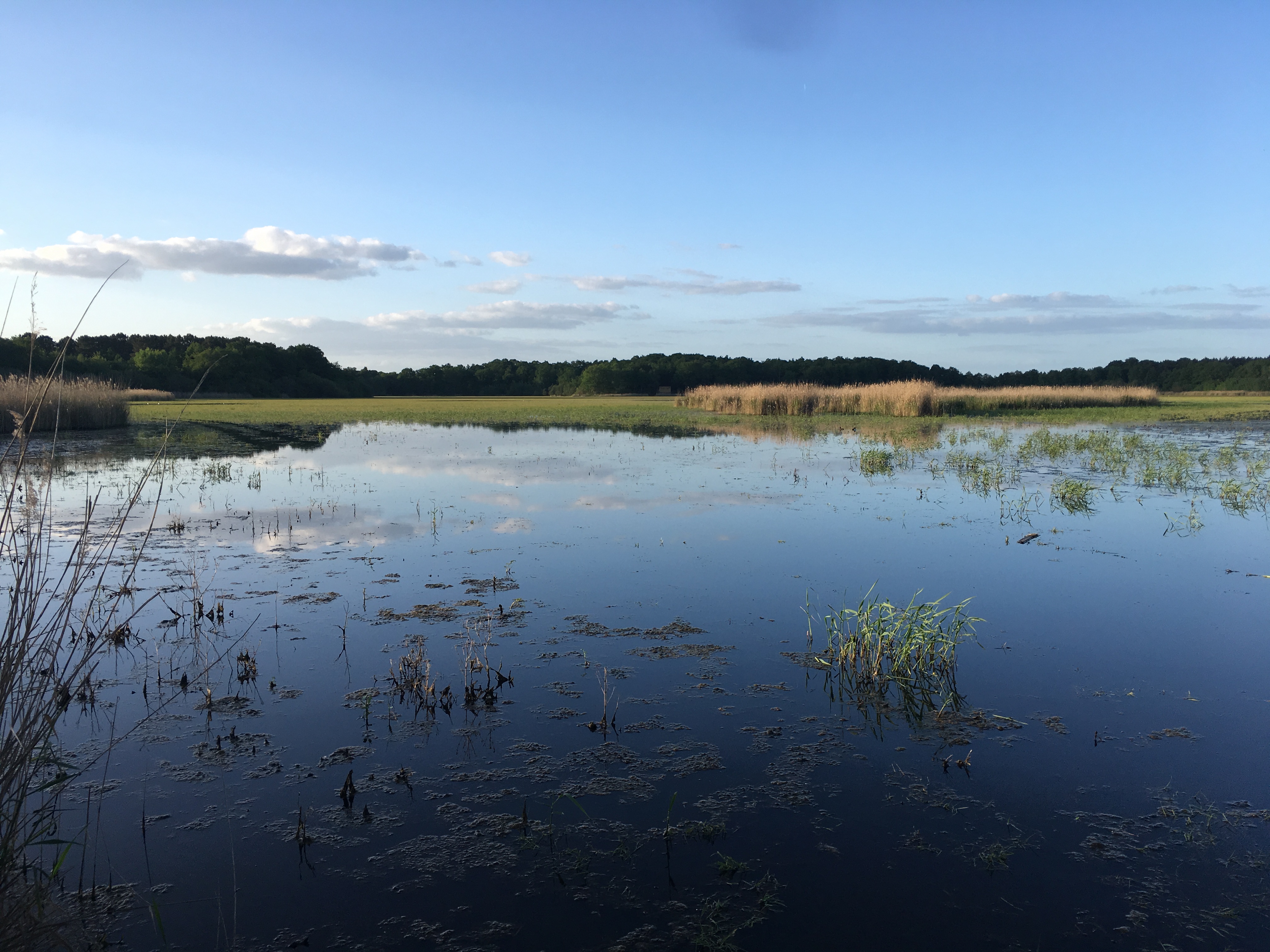 Réserve de chasse et de faune sauvage de Malzoné, Millançay - photo 6