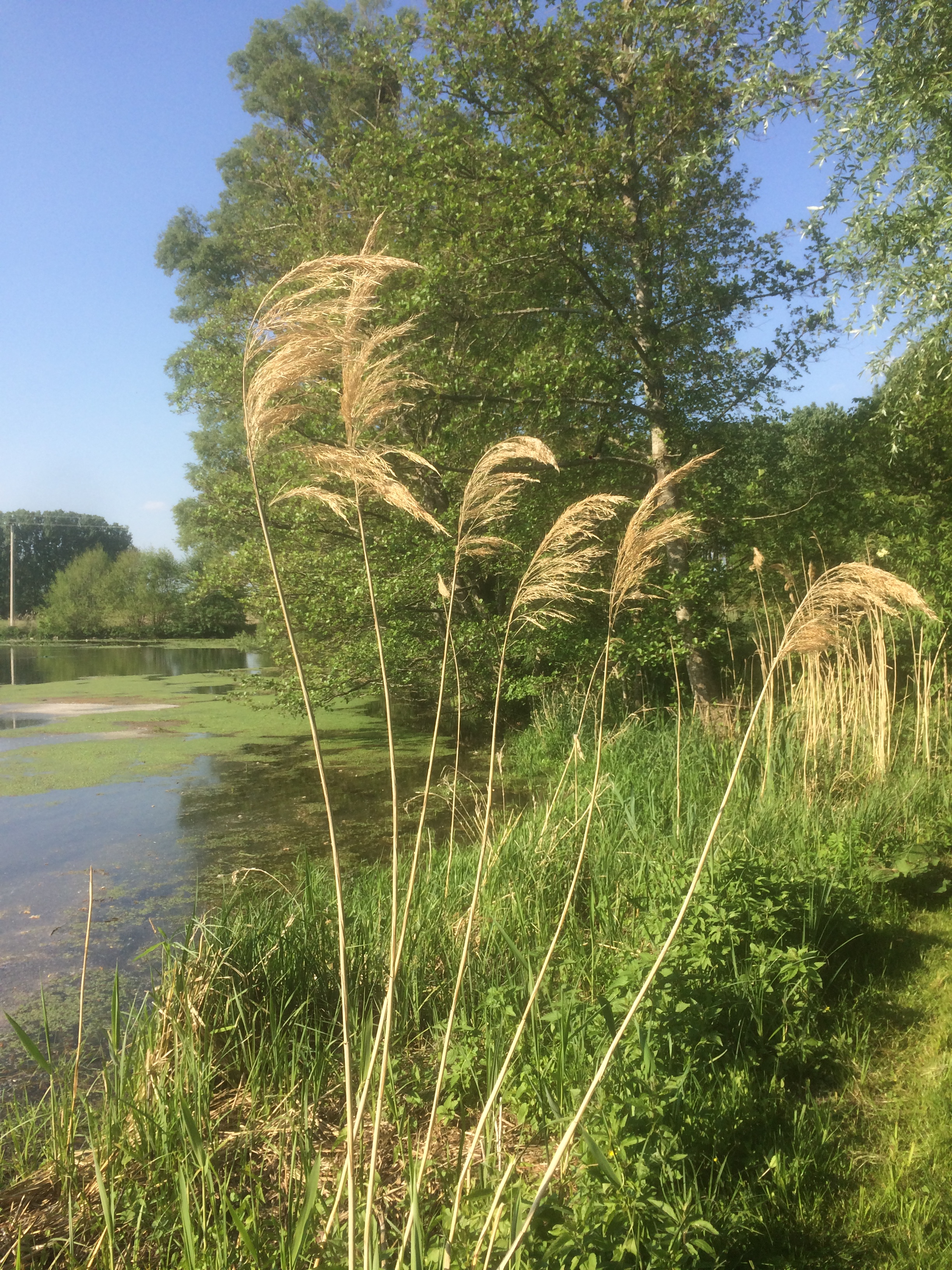 Pêche dans la Tournemine, Liniez