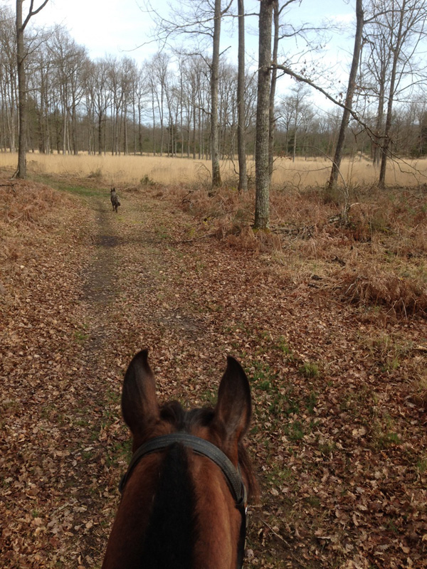 La Brenne à cheval :  En passant par la forêt de Luzeret (circuit à la journée) -