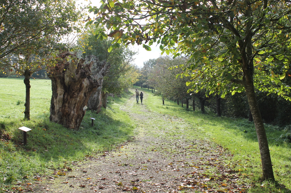 Maison botanique, Boursay - photo 3