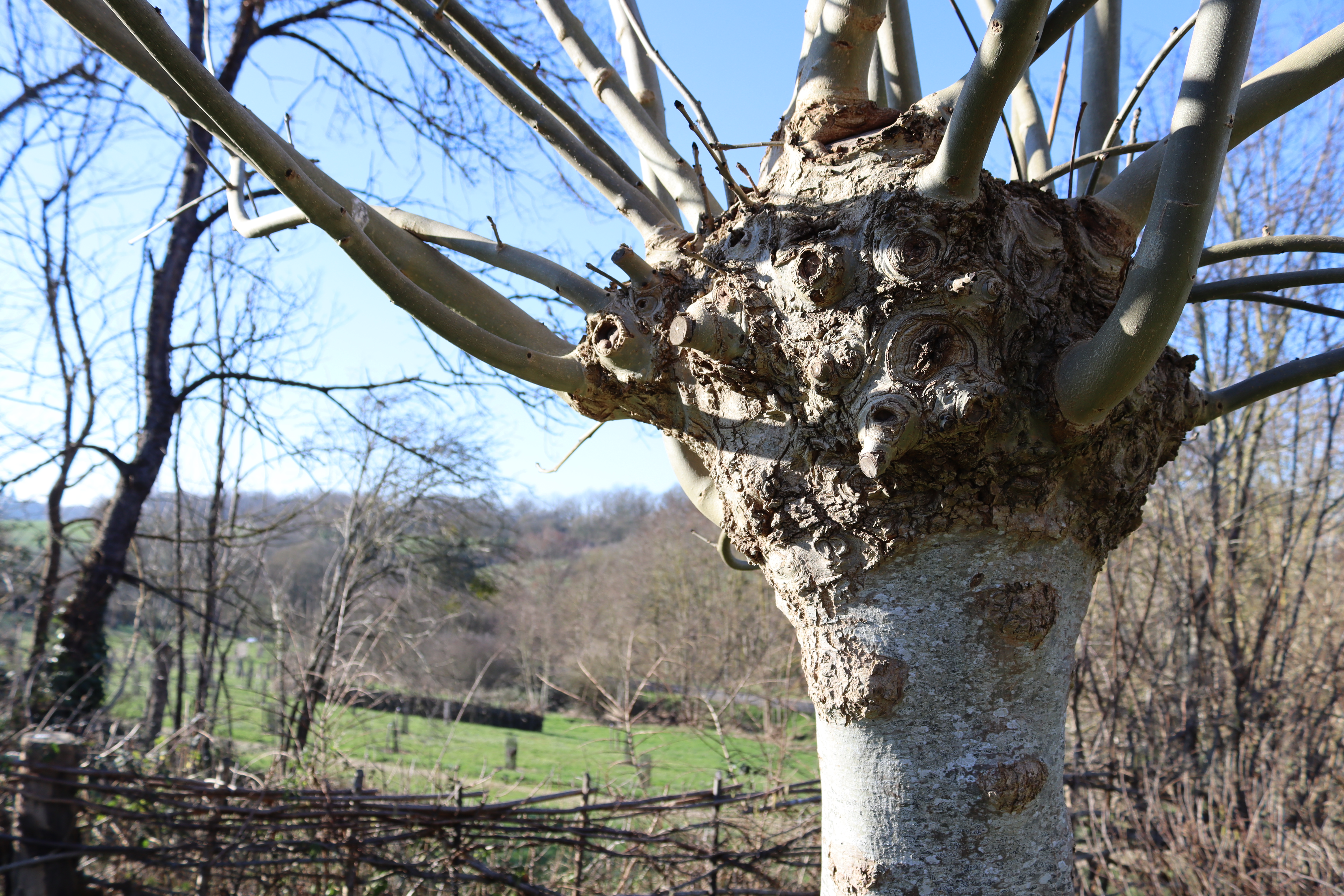 Maison botanique, Boursay - photo 4