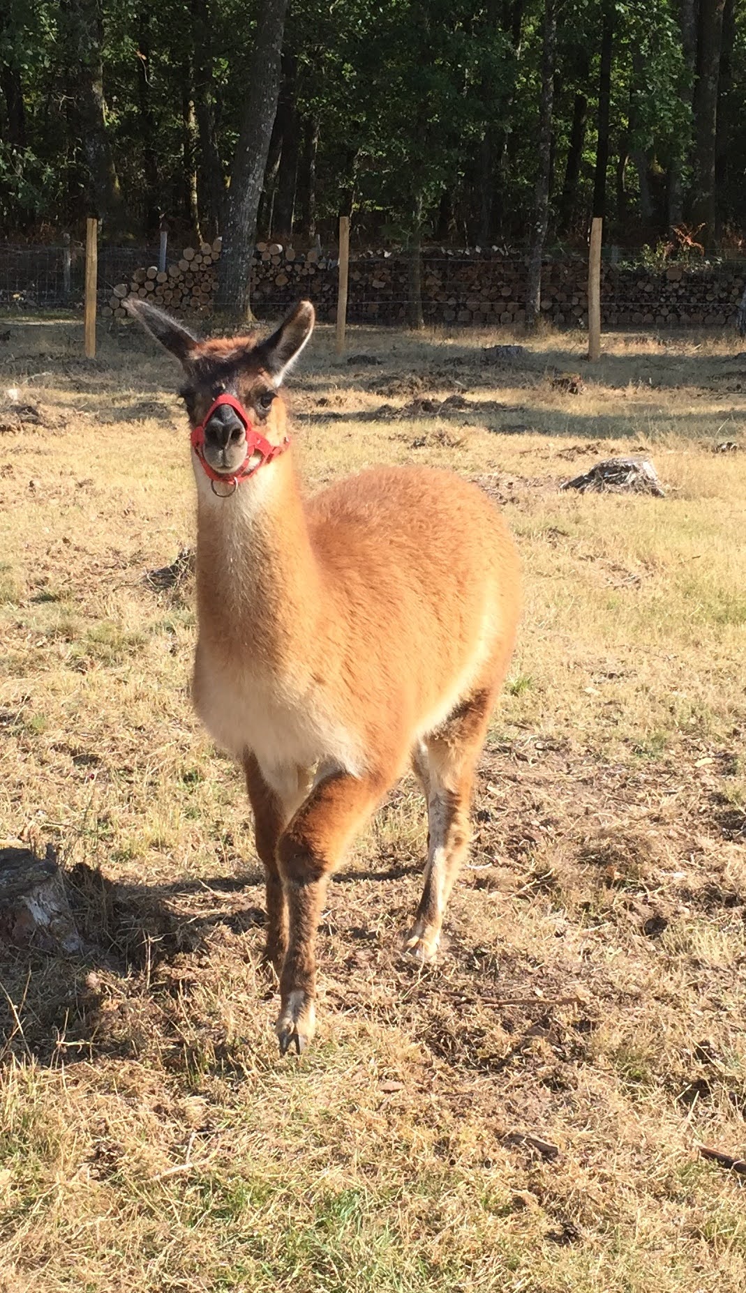 Le Perchoir, Châtenoy - photo 5
