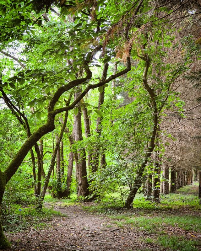 Arboretum National des Barres, Nogent-sur-Vernisson - photo 6