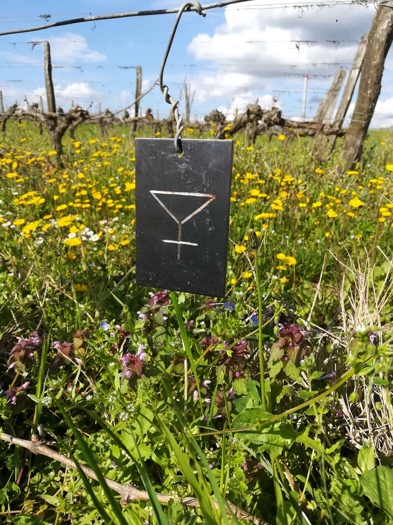 À la recherche de la cuvée perdue - Une prestation de Cap Découvertes au Domaine Sauvète — photo 2