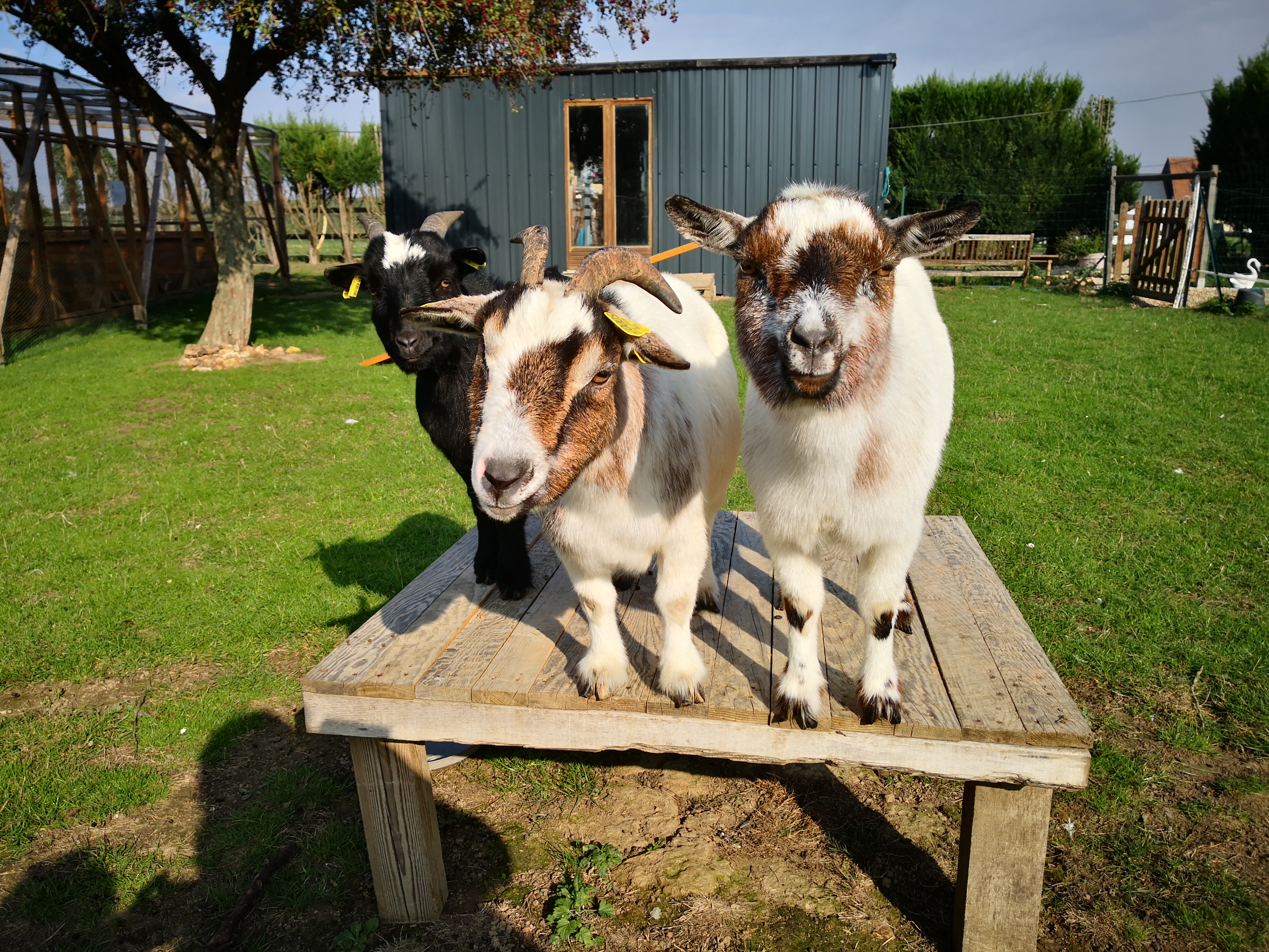 Ferme pédagogique AnimO Perch'