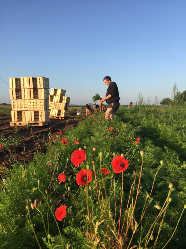 Aux légumes Célestes