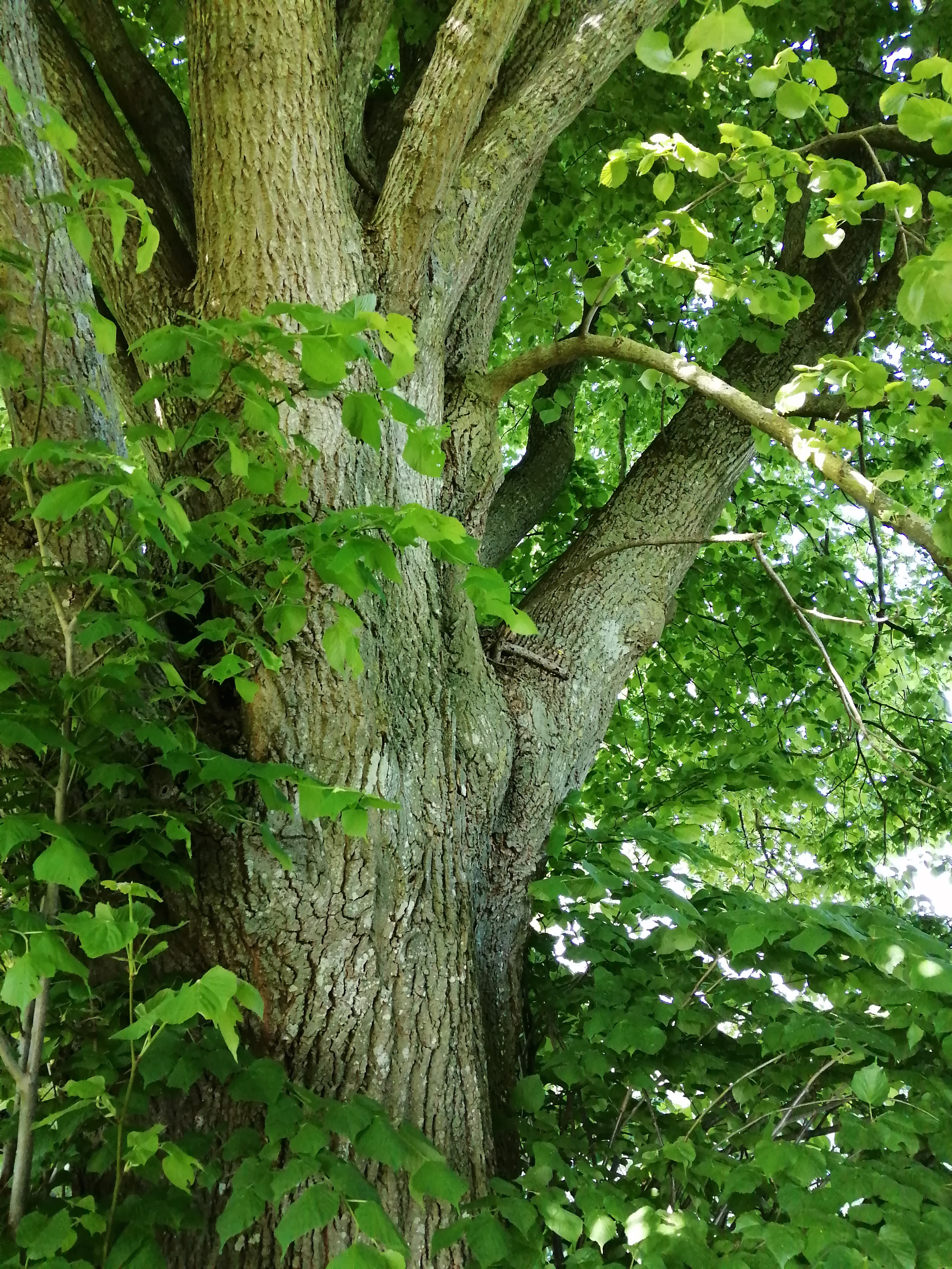 Aire de camping-car de la Grande Bizollière, Trizay-Coutretot-Saint-Serge - photo 4