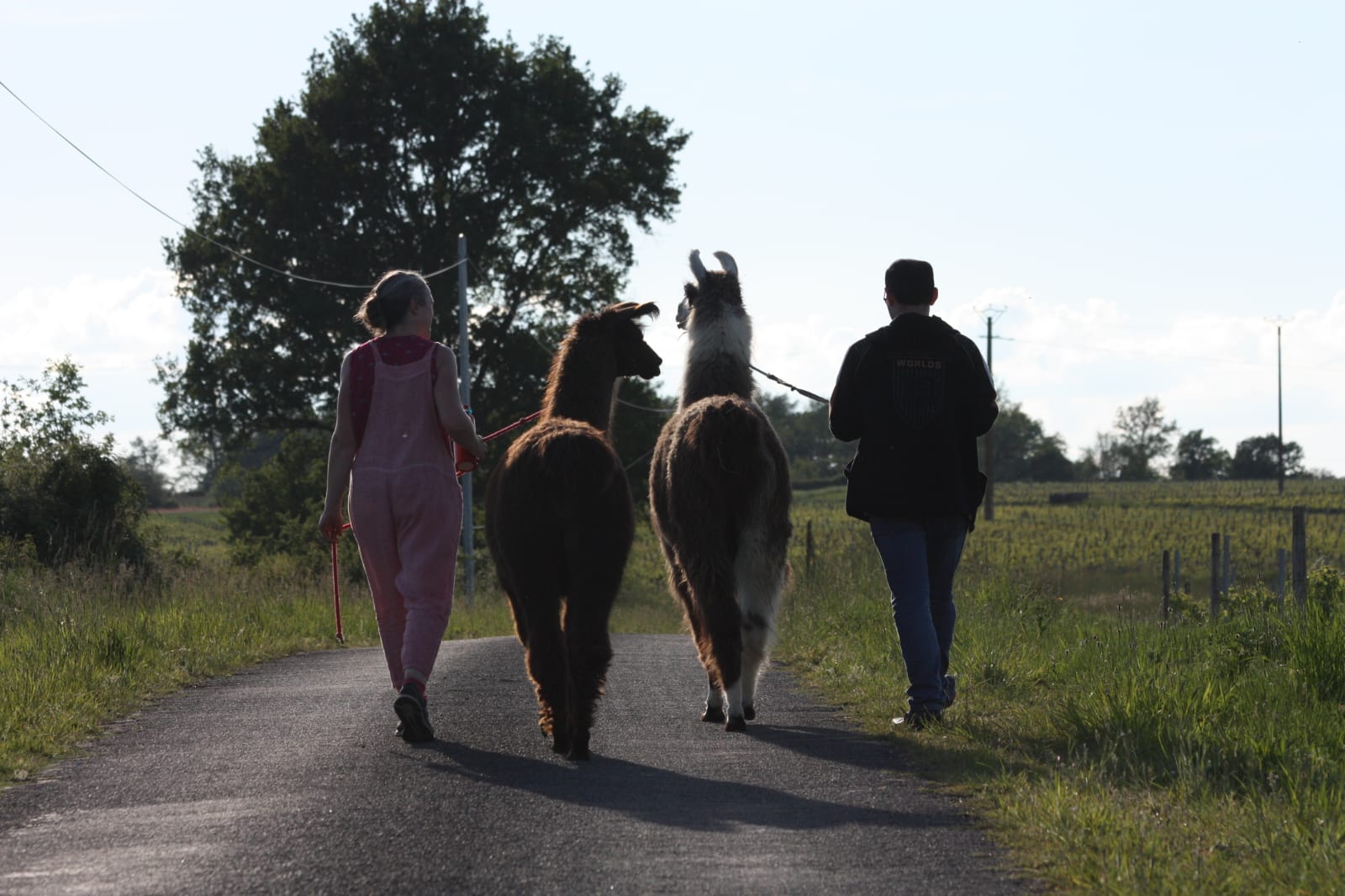 Lama émoi — photo 3