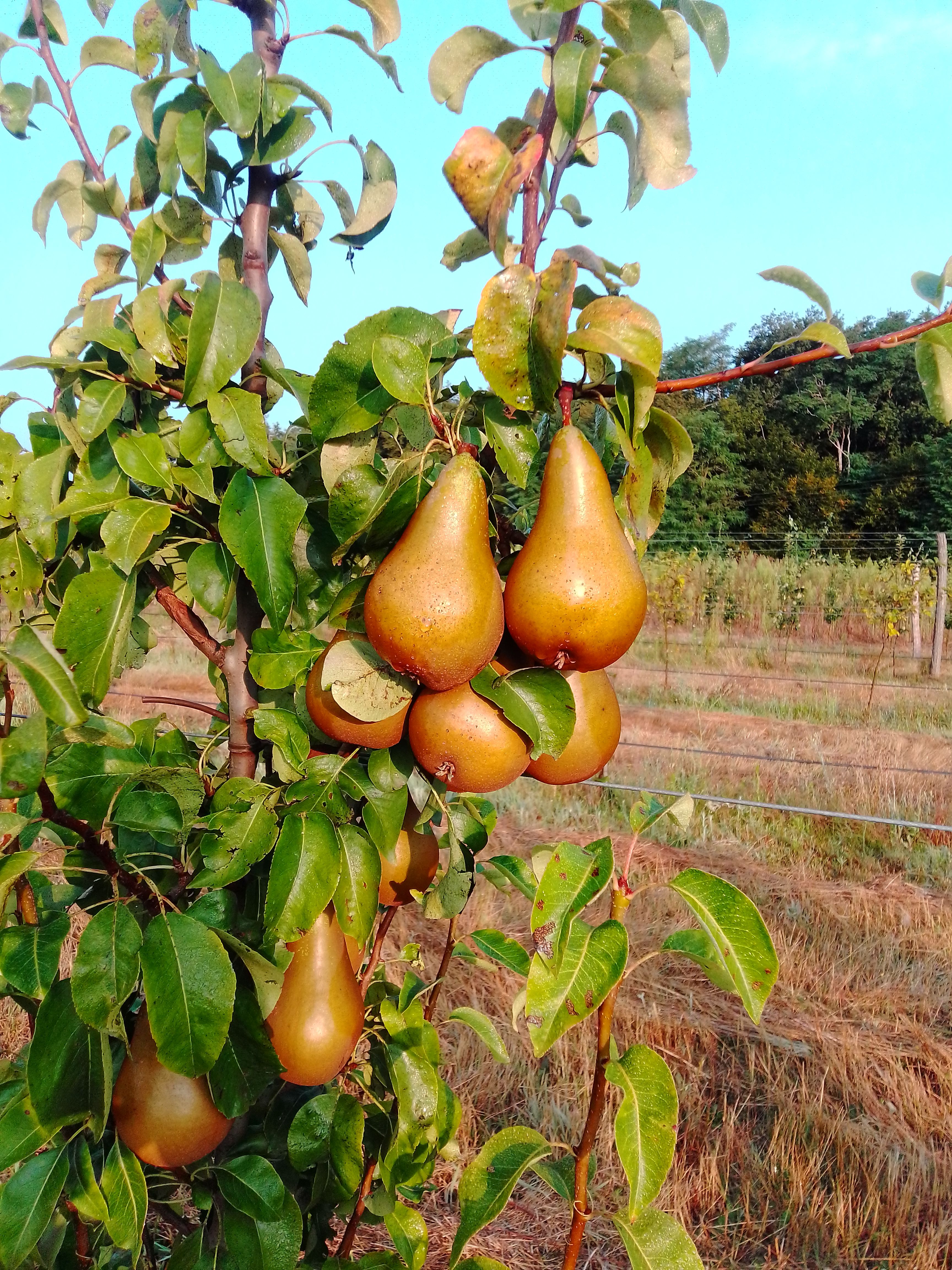 Les Vergers de Grignon — photo 2