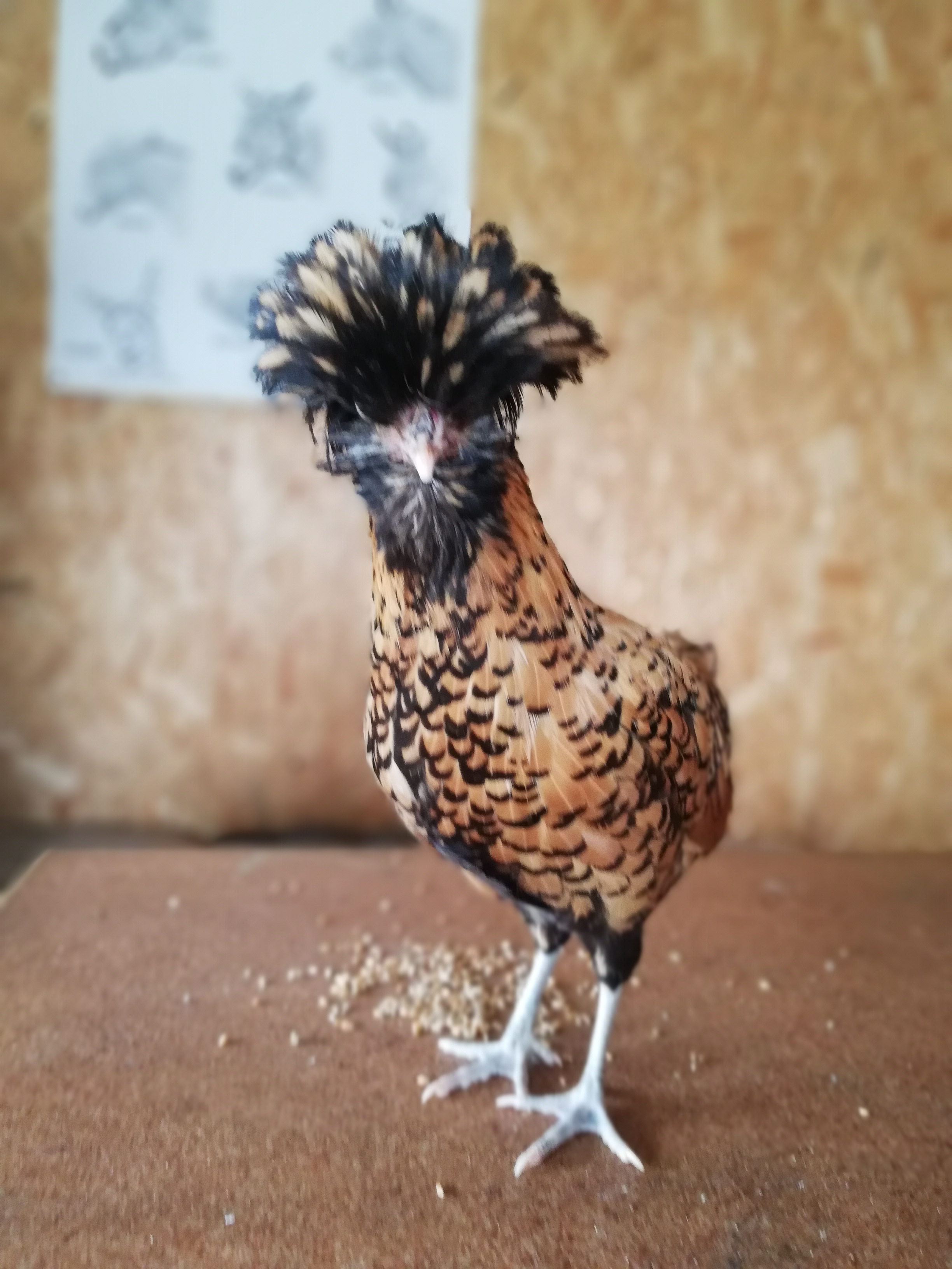 Atelier Baby fermier (3-6 ans)