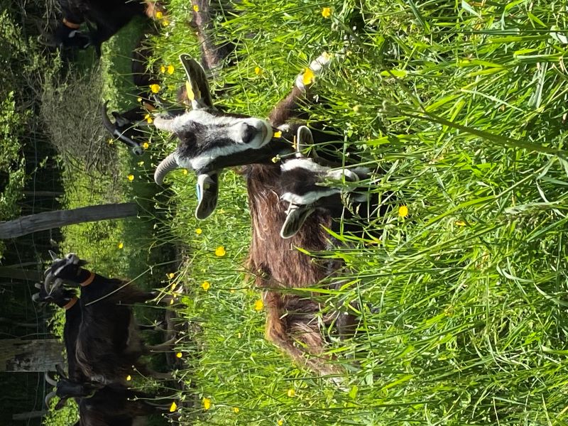 Chèvrerie-Fromagerie de la Piloterie