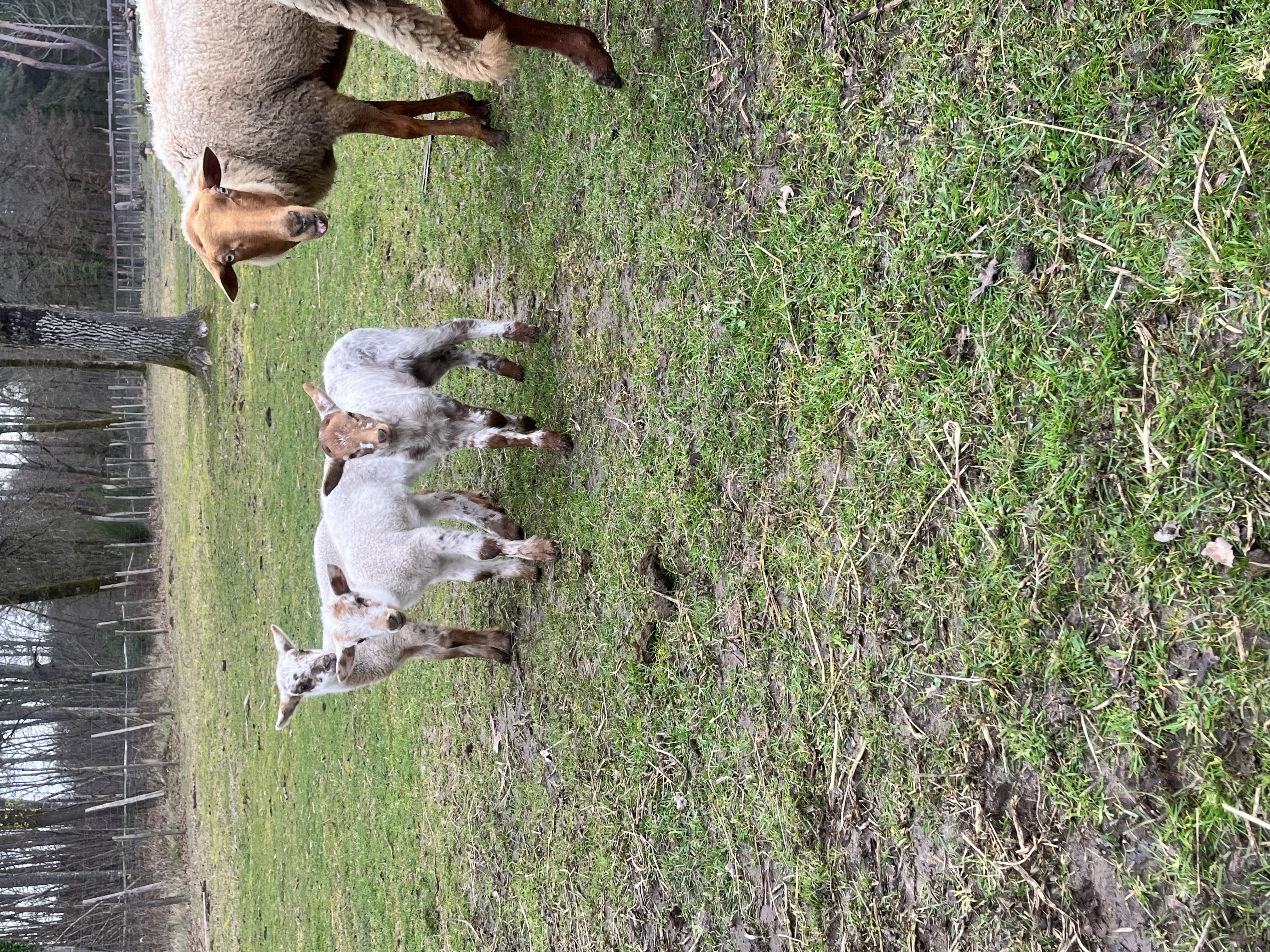 Le Perchoir, Châtenoy - photo 14